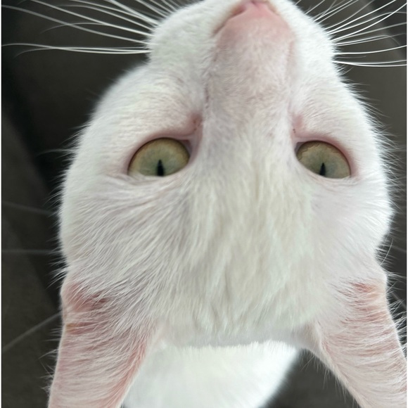 💗 - Picture 4 of 7